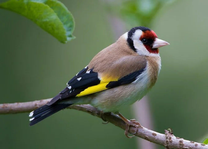 European Goldfinch - Bird Knowledge